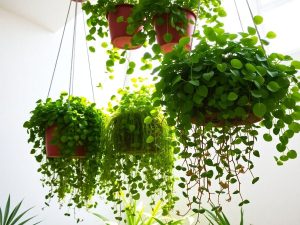 Grădini suspendate, plante verzi luxuriante, design modern